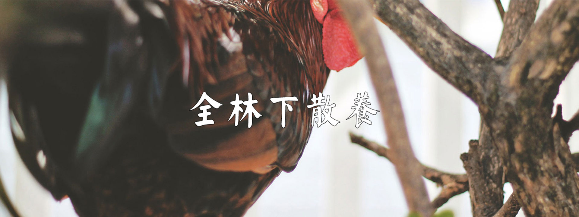 重庆蘑菇免费视频农产品配送有限公司